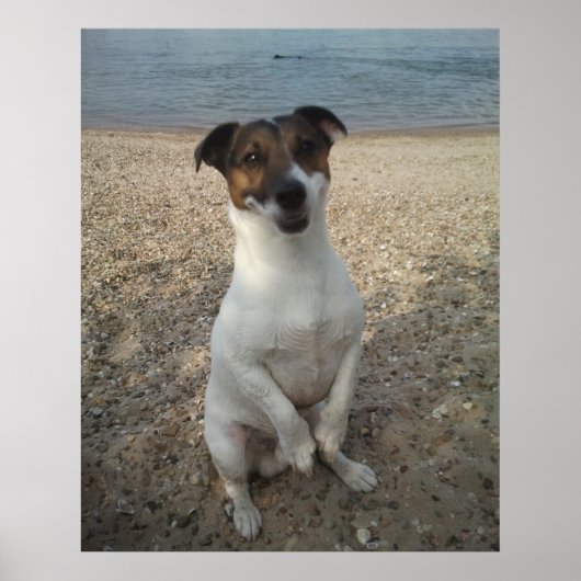 Capo von Oppenheim, Jack Russell Terrier hond Poster (Voorkant)