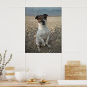 Capo von Oppenheim, Jack Russell Terrier hond Poster (Keuken)