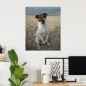 Capo von Oppenheim, Jack Russell Terrier hond Poster (Thuiskantoor)