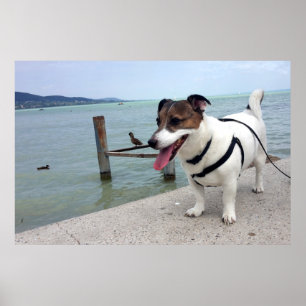 Capo von Oppenheim, Jack Russell Terrier hond Poster