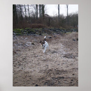 Capo von Oppenheim, Jack Russell Terrier hond Poster