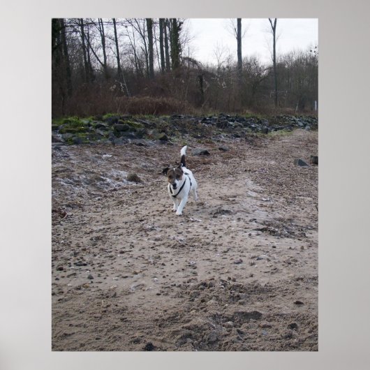 Capo von Oppenheim, Jack Russell Terrier hond Poster (Voorkant)