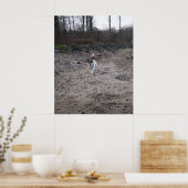 Capo von Oppenheim, Jack Russell Terrier hond Poster (Keuken)