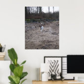 Capo von Oppenheim, Jack Russell Terrier hond Poster (Thuiskantoor)