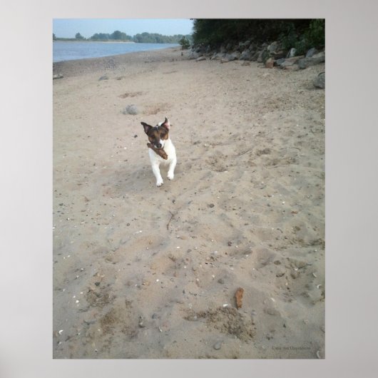 Capo von Oppenheim, Jack Russell Terrier hond Poster (Voorkant)