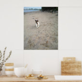 Capo von Oppenheim, Jack Russell Terrier hond Poster (Keuken)