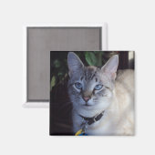 Cappuccino de kat magneet (Voorkant / Achterkant)