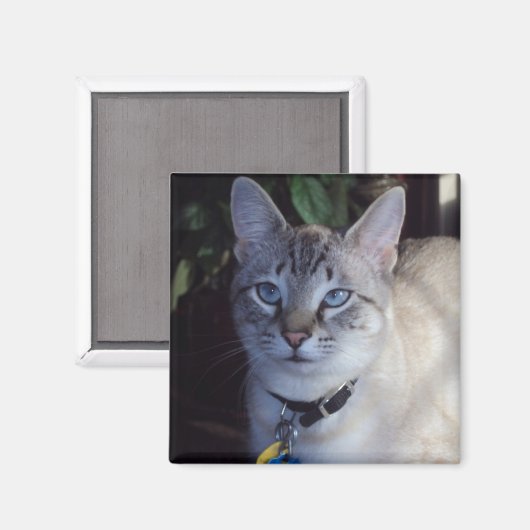 Cappuccino de kat magneet (Voorkant / Achterkant)