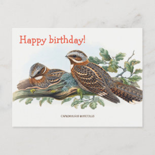 Caprimulgus Ruficollis Briefkaart