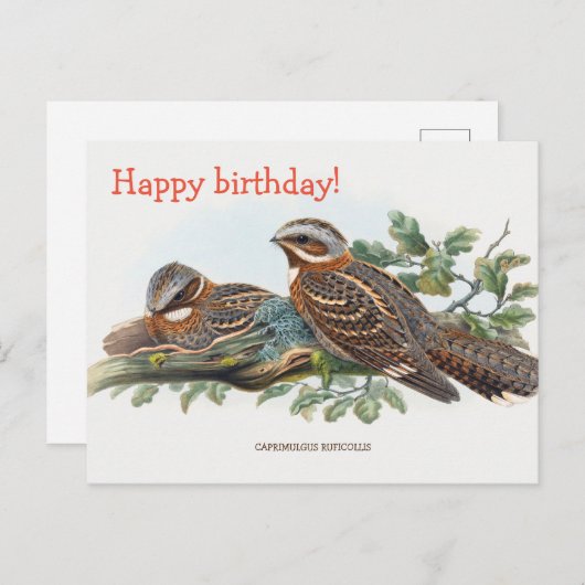 Caprimulgus Ruficollis Briefkaart (Voorkant / Achterkant)