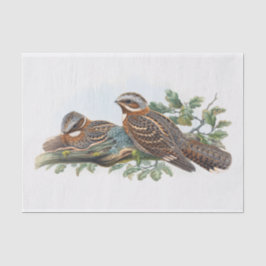 Caprimulgus Ruficollis, Ontvapt Tissuepapier