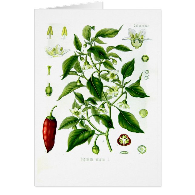 Capsicum annuum (cayennepeper) (Voorkant)