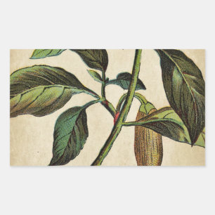 Capsicum annuum paprika rechthoekige sticker