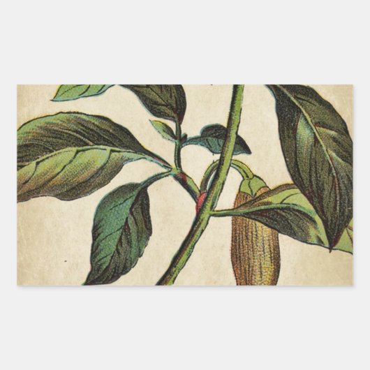 Capsicum annuum paprika rechthoekige sticker (Voorkant)