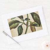 Capsicum annuum paprika rechthoekige sticker (Envelop)