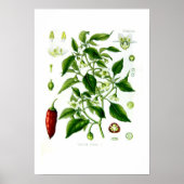 Capsicum annuum poster (Voorkant)