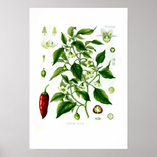 Capsicum annuum poster (Voorkant)