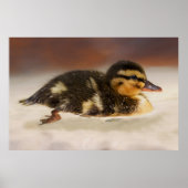 Captivating Close-Up van een Natte Duckling Poster (Voorkant)