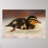Captivating Close-Up van een Natte Duckling