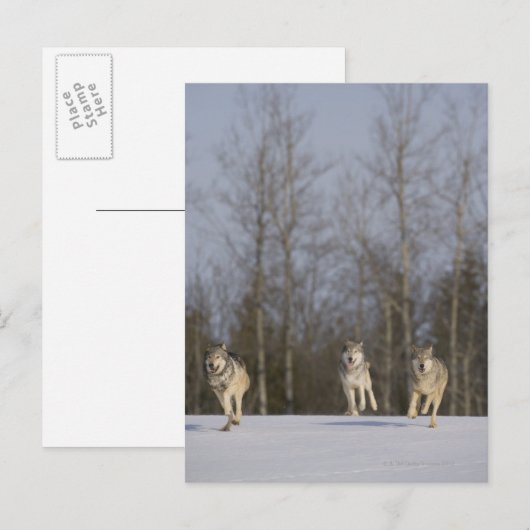 Captive, Duluth, Minnesota, VS 2 Briefkaart (Voorkant / Achterkant)