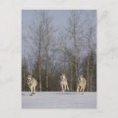 Captive, Duluth, Minnesota, VS 2 Briefkaart (Voorkant)