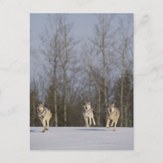 Captive, Duluth, Minnesota, VS 2 Briefkaart (Voorkant)