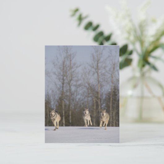 Captive, Duluth, Minnesota, VS 2 Briefkaart (Staand voorkant)