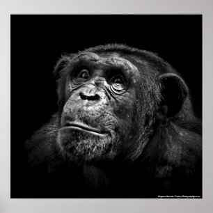 "Captive Exposure" Wildlife Chimp Artwork-portret Poster