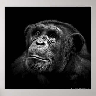 "Captive Exposure" Wildlife Chimp Artwork-portret Poster