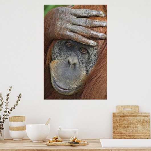 Captive female Sumatran Poster (Keuken)