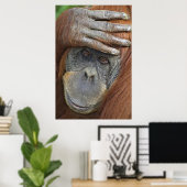 Captive female Sumatran Poster (Thuiskantoor)