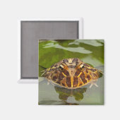 Captive, Nebraska, Verenigde Staten Magneet (Voorkant / Achterkant)