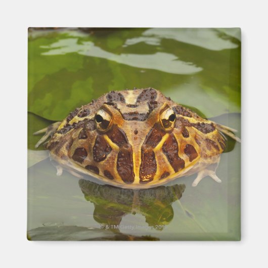 Captive, Nebraska, Verenigde Staten Magneet (Voorkant)