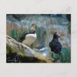 Captive Puffins/Nesting, Haystack Rock Briefkaart