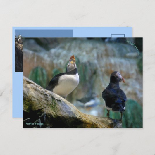 Captive Puffins/Nesting, Haystack Rock Briefkaart (Voorkant / Achterkant)