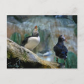 Captive Puffins/Nesting, Haystack Rock Briefkaart (Voorkant)