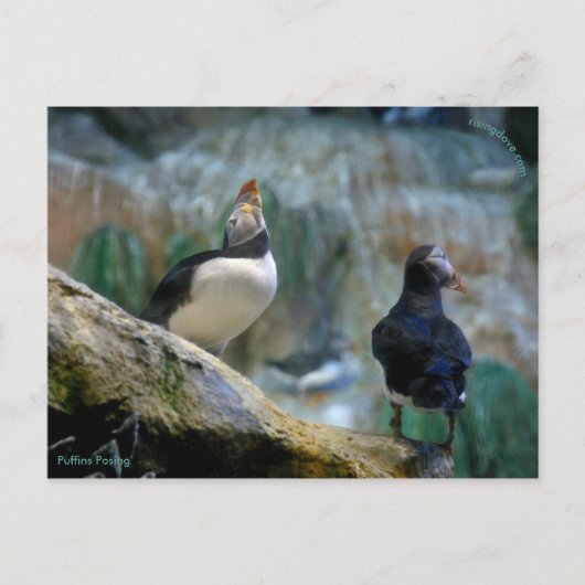 Captive Puffins/Nesting, Haystack Rock Briefkaart (Voorkant)