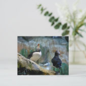 Captive Puffins/Nesting, Haystack Rock Briefkaart (Staand voorkant)