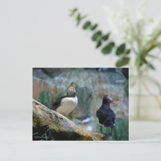 Captive Puffins/Nesting, Haystack Rock Briefkaart (Staand voorkant)