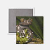 Captive Tapichalaca Tree Frog Hyloscirtus 3 Magneet (Voorkant / Achterkant)