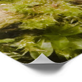 Captive Tapichalaca Tree Frog Hyloscirtus 3 Poster (Hoek)