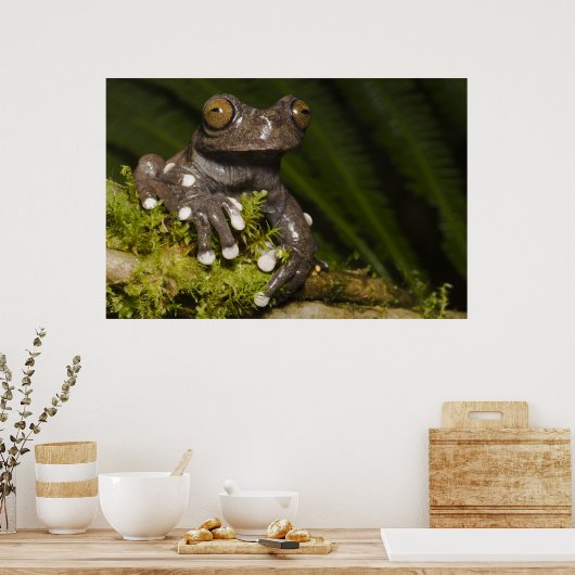 Captive Tapichalaca Tree Frog Hyloscirtus 3 Poster (Keuken)