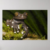 Captive Tapichalaca Tree Frog Hyloscirtus 3 Poster (Voorkant)