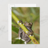 Captive Tapichalaca Tree Frog Hyloscirtus Briefkaart (Voorkant / Achterkant)