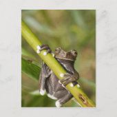 Captive Tapichalaca Tree Frog Hyloscirtus Briefkaart (Voorkant)