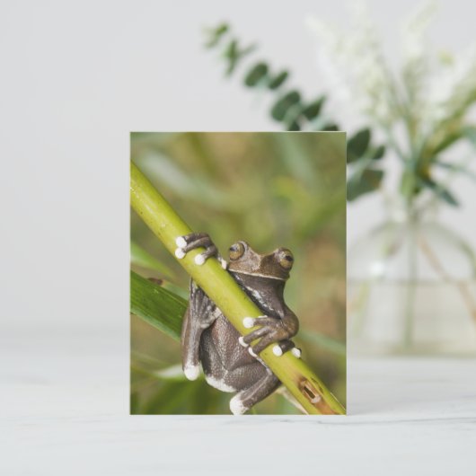 Captive Tapichalaca Tree Frog Hyloscirtus Briefkaart (Staand voorkant)
