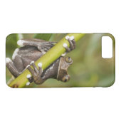 Captive Tapichalaca Tree Frog Hyloscirtus Case-Mate iPhone Case (Achterkant (Horizontaal))