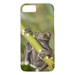 Captive Tapichalaca Tree Frog Hyloscirtus Case-Mate iPhone Case