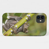 Captive Tapichalaca Tree Frog Hyloscirtus Case-Mate iPhone Case (Achterkant (horizontaal))