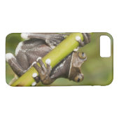 Captive Tapichalaca Tree Frog Hyloscirtus Case-Mate iPhone Case (Achterkant (Horizontaal))